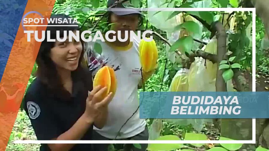 Melihat Budidaya Belimbing di Tulungagung Jawa Timur