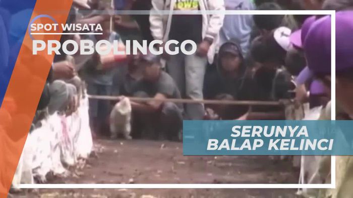 Balap Kelinci, Kontes Unik di Probolinggo Jawa Timur