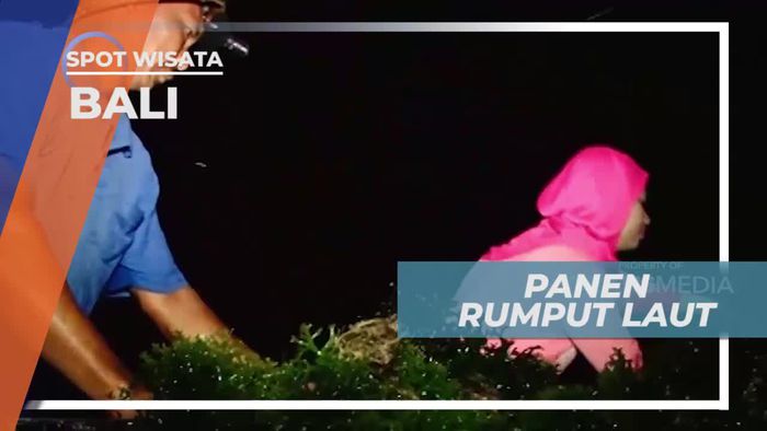 Serunya Panen Rumput Laut di Bali