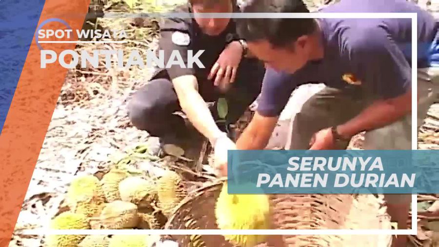 Panen Durian Bersama Petani Pontianak