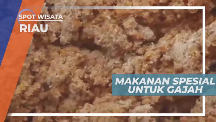 Brownis, Makanan Spesial Untuk Si Belalai Panjang, Riau