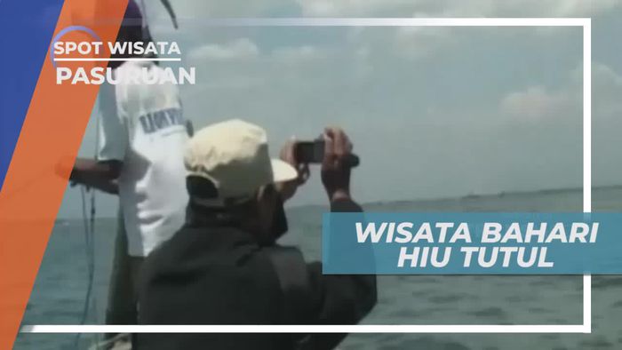 Menyaksikan Hiu Tutul Dari Dekat di Perairan Desa Legok Pasuruan