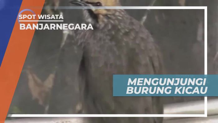 Berkunjung ke Penangkaran Burung Kicau di Banjarnegara Jawa Tengah
