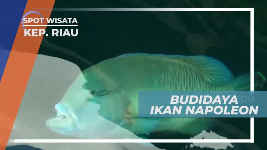 Melihat Budidaya Ikan Napoleon di Kepulauan Riau