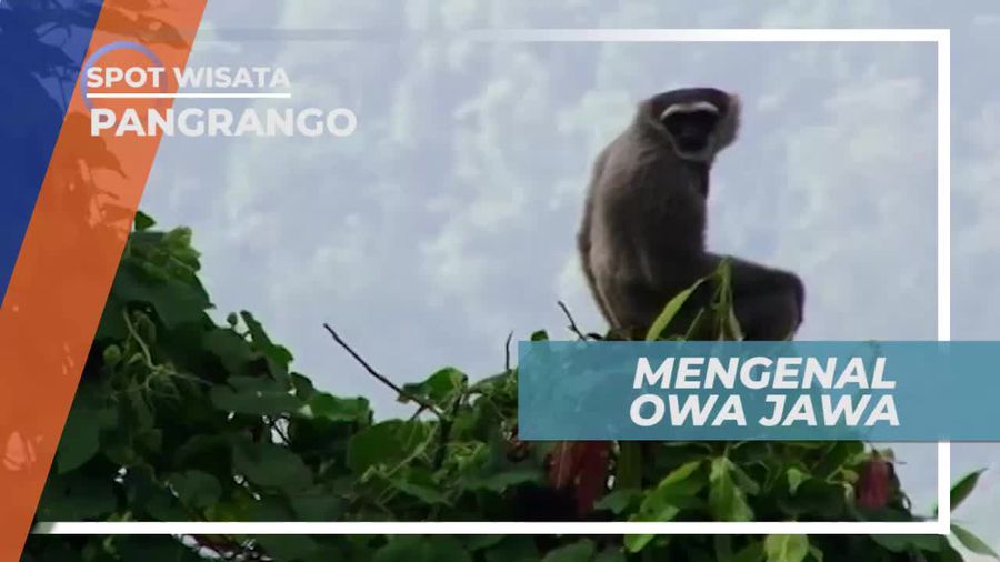 Berkenalan Dengan Owa Jawa, Primata Lucu yg Terancam Punah, Pangrango Jawa Barat