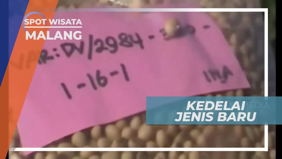 Dering, Inovasi Kedelai yang Tahan Musim Kemarau, Kota Malang