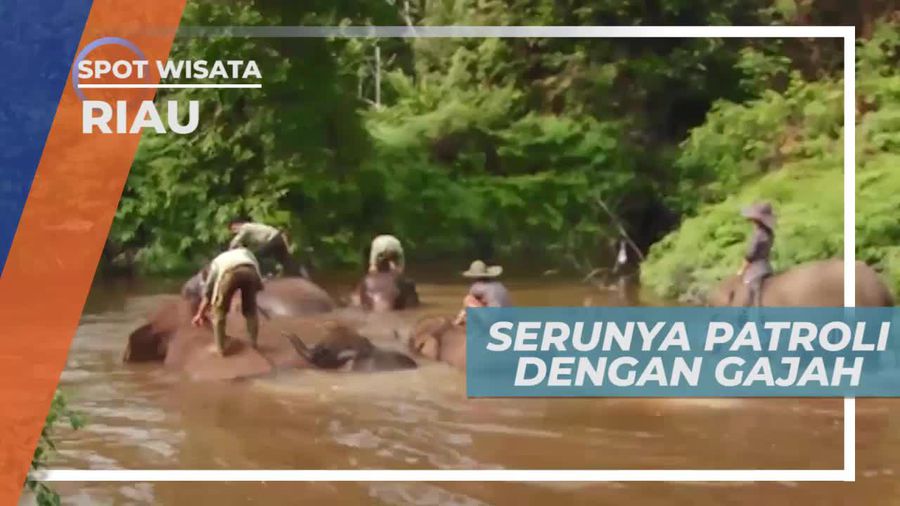 Patroli Bersama Gajah di Taman Nasional Tesso Nilo Riau