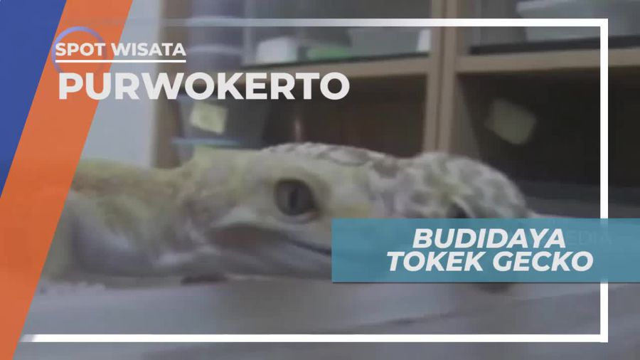 Melihat Budidaya Tokek Gecko di Purwokerto Jawa Tengah