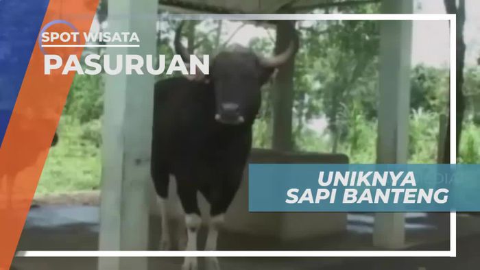 Sapi Banteng, Satwa Hasil Perkawinan Silang di Pasuruan 