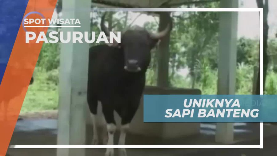 Sapi Banteng, Satwa Hasil Perkawinan Silang di Pasuruan 