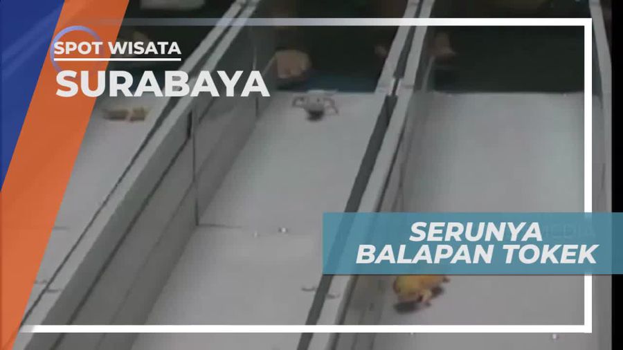 Lomba Lari Tokek Gecko Dengan Lintasan Paralon, Surabaya