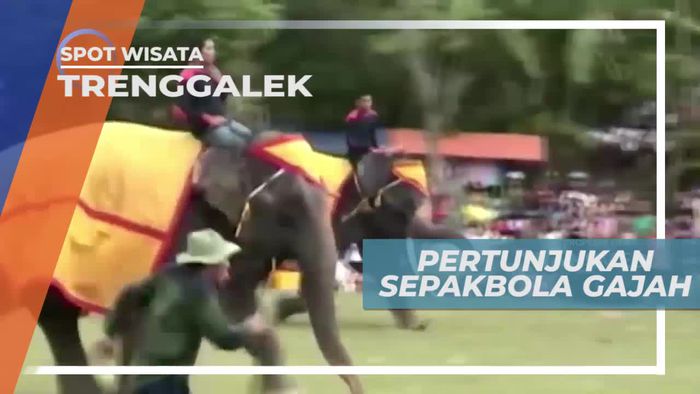 Atraksi Seru Sepakbola Gajah di Trenggalek Jawa Timur