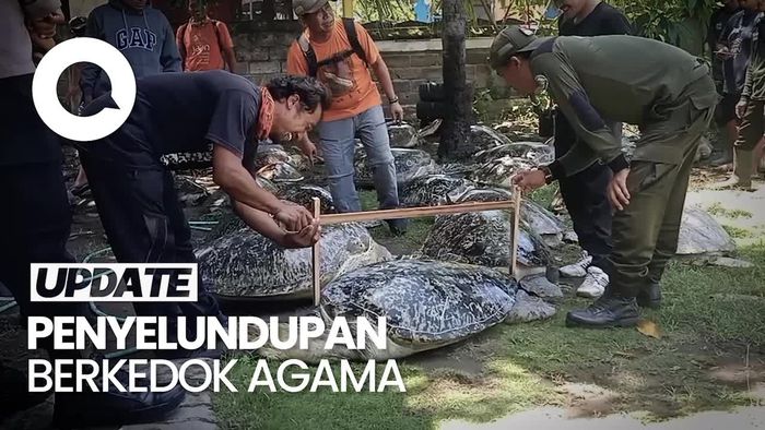 Penyelundupan Puluhan Penyu Hijau di Selat Bali Dibongkar TNI AL
