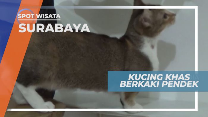 Munchkin, Kucing Khas Berkaki Pendek, Surabaya
