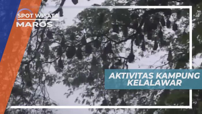 Hidup Berdampingan Dengan Kelelawar di Kampung Maros