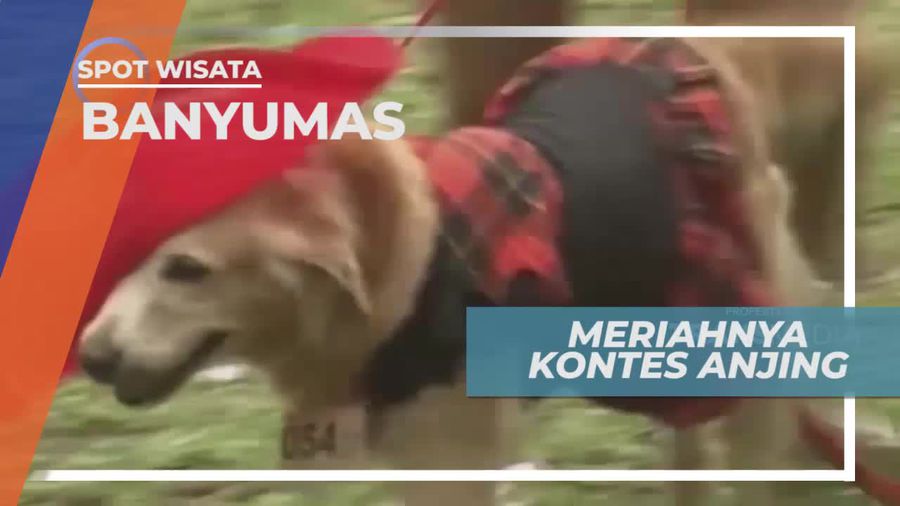 Adu Gemas Kontes Anjing di Banyumas Jawa Tengah