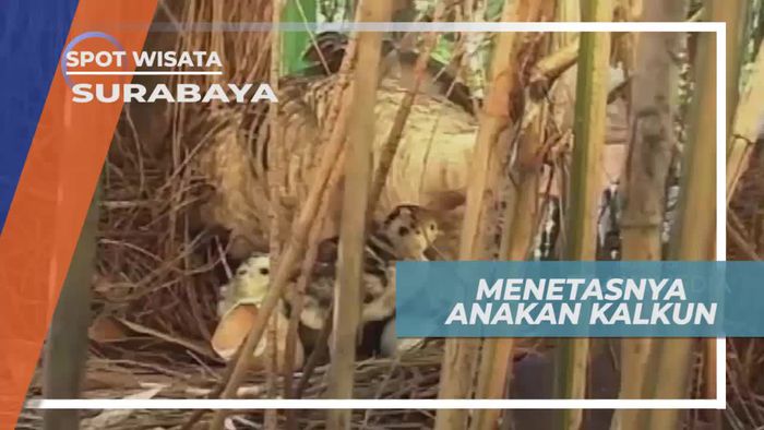 Menetasnya Anakan Kalkun di Kebun Binatang Surabaya