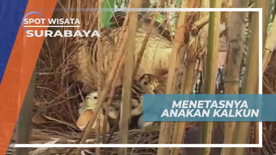 Menetasnya Anakan Kalkun di Kebun Binatang Surabaya