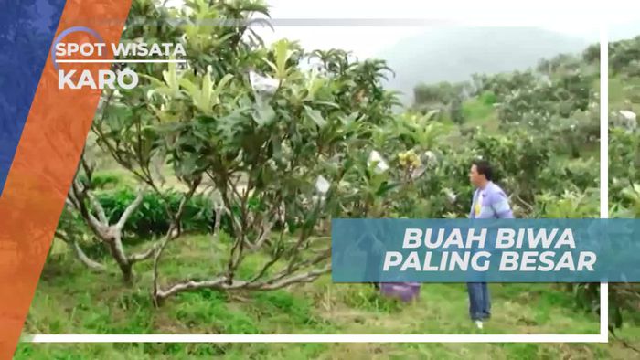 Berkunjung ke Kebun Buah Biwa Terbesar Se-Asia Tenggara, Karo Sumatera Utara