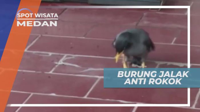 Burung Jalak Anti Rokok, Satwa Unik di Medan