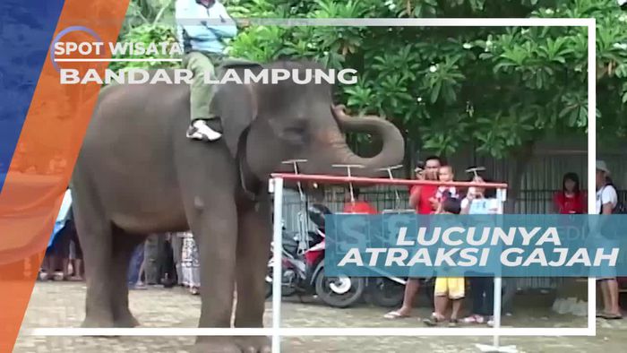 Melihat Atraksi Lucu Si Belalai Panjang di Bandar Lampung
