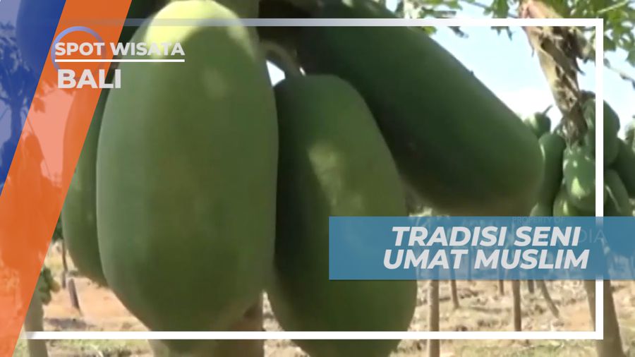 Pepaya California, Si Mungil Dengan Rasa Manis Tiada Tara, Sidoarjo