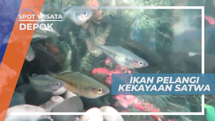 Ikan Pelangi, Si mungil Cantik Penghuni Danau Sentani, Depok