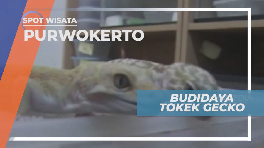 Mendulang Cuan dari Bisnis Beternak Tokek Gecko, Purwokerto