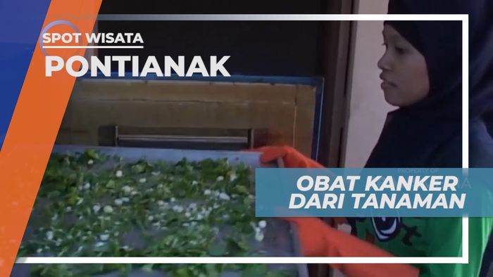 Keladi Tikus, Tananam Obat Penyembuh Kanker, Pontianak