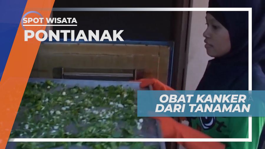 Keladi Tikus, Tananam Obat Penyembuh Kanker, Pontianak