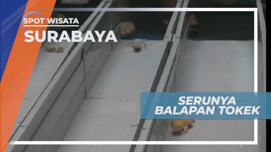 Kemeriahan Lomba Balap Cepat Tokek Gecko, Surabaya