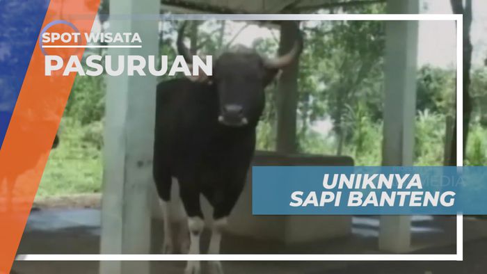 Sapi Banteng, Persilangan Banteng Jawa dengan Sapi Asli Bali, Pasuruan