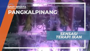 Ikan Gara Rufa, Ikan Spesial untuk Terapi Kulit, Pangkalpinang