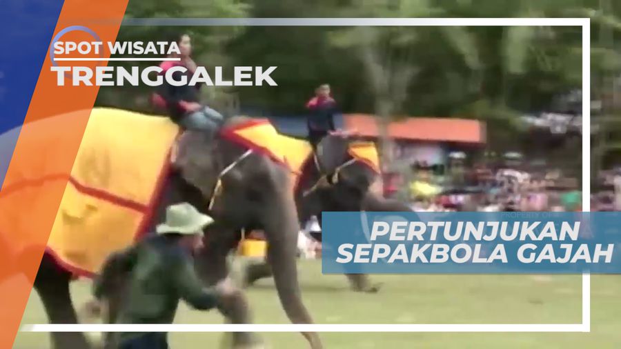 Pertunjukkan Sepak Bola Gajah yang Sesungguhnya, Trenggalek