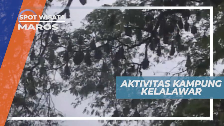 Kampung Kelelawar Maros, Masyarakatnya Hidup Berdampingan dengan Kelelawar