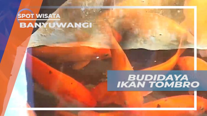 Mengunjungi Tempat Budidaya Ikan Tombro, Banyuwangi