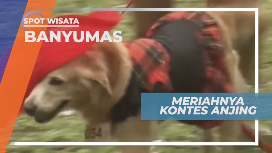 Lucu dan Menggemaskan Aksi Joget Dangdut di Kontes Satwa, Banyumas