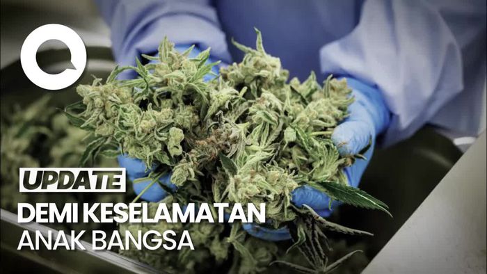 Kepala BNN: Saya Tak Akan Pernah Menyetujui Ganja untuk Medis!