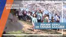 Serunya Habiskan Waktu di Taman Sakura di Kota Washington