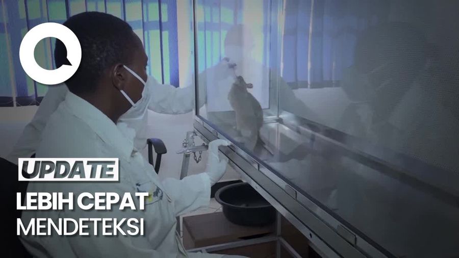 Tikus di Afrika Dilatih Mengendus TBC, Akurasinya 75%