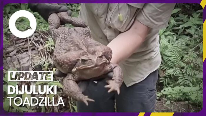 Penampakan Kodok Raksasa di Australia yang Disuntik Mati
