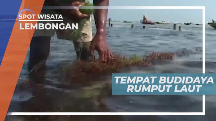Berkunjung ke Tempat Budidaya Rumput Laut di Pulau Lembongan Bali