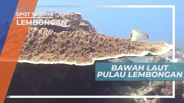 Menikmati Panorama Indah Bawah Laut Pulau Lembongan Bali