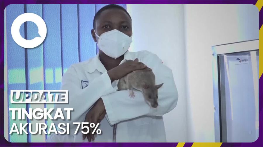 Uji Coba Kemampuan Tikus untuk Mengendus Tuberkulosis