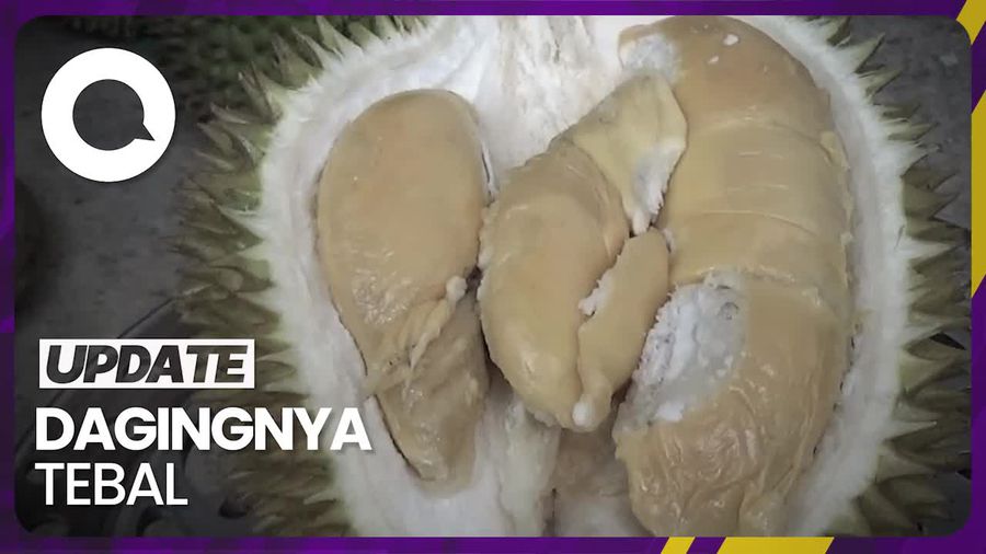 Durian Mentega di Lumajang Tawarkan Sensasi Manis Legit
