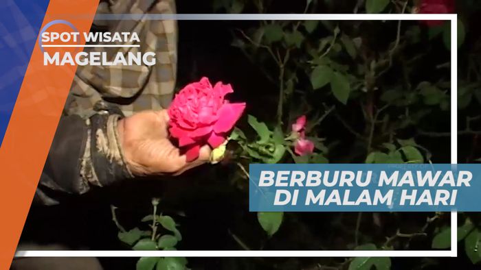 Malam Gelap Bukan Hambatan Bagi Para Pemburu Mawar, Magelang