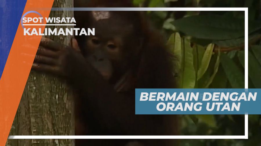 Berinteraksi Langsung dengan Orangutan, Kalimantan Timur