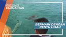Melihat Penyu Hijau di Pantai Pulau Derawan, Kalimantan