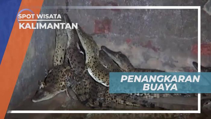 Berkunjung ke Penangkaran Buaya di Kalimantan Timur