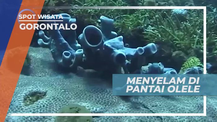 Menikmati Keindahan Bawah Laut Pantai Olele Gorontalo